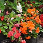 DSC00830