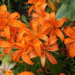DSC00845