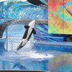 Summer Nights at Sea World in Orlando