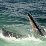 humpback whale feeding