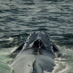 Humpback whale blow hole