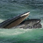 Humpback Whale Feeding