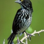 393px-Dusky_Seaside_Sparrow_resized