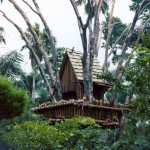 WDW-962 - Macaws at Captain Flint's Perch