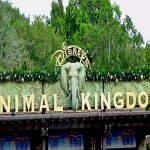 animal kingdom