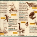 discovery island fold out_resized