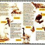 discovery island fold out_resized