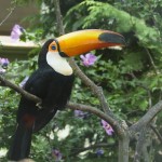 tocotoucan_jon hanson_resized