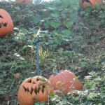 DL Haunted Mansion Holiday  Pumpkins