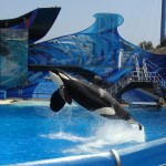 Orca Performing at SeaWorld San Diego (by David Parfitt)