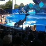 Tilikum Performing at SeaWorld Orlando (by Skip Potter)