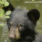 Black Bear Cub in Water