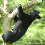 Bear_Cub_tree