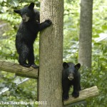 Bear Cubs Climbing a Tree