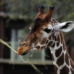 Animal_Kingdom_Lodge_giraffe_JCB2514