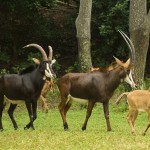 Sable Antelope Calves (600x377)