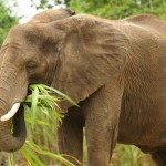 elephant (600x401)