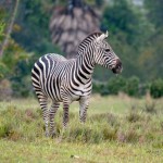 zebra (600x397)