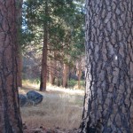 Charleston Flats picnic area