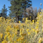 DLR_Mt Wilson-026a_Chilao