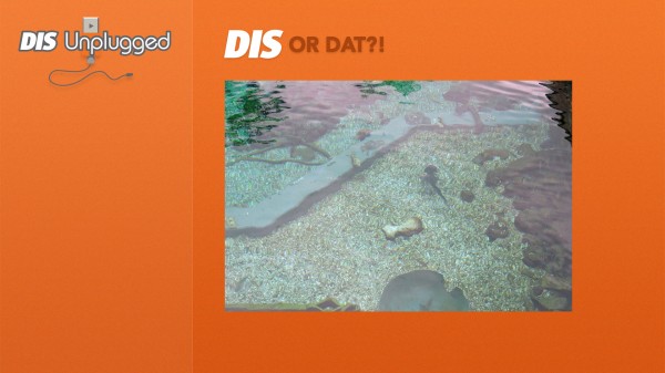 DIS-or-Dat-2