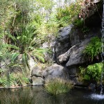 Overlooked-Animal-Kingdom-002