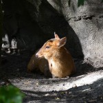 Overlooked-Animal-Kingdom-004