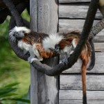 Overlooked-Animal-Kingdom-013