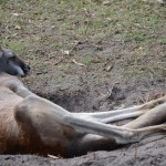 Overlooked-Animal-Kingdom-015