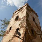 Overlooked-Animal-Kingdom-028