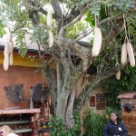 Overlooked-Animal-Kingdom-033