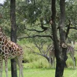 Overlooked-Animal-Kingdom-035
