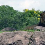 Overlooked-Animal-Kingdom-036