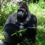 Overlooked-Animal-Kingdom-037