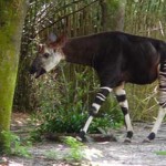 Overlooked-Animal-Kingdom-038