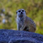Overlooked-Animal-Kingdom-039