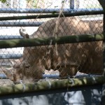 Overlooked-Animal-Kingdom-043