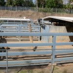 Overlooked-Animal-Kingdom-044