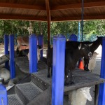 Overlooked-Animal-Kingdom-055