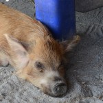 Overlooked-Animal-Kingdom-056