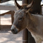Overlooked-Animal-Kingdom-057